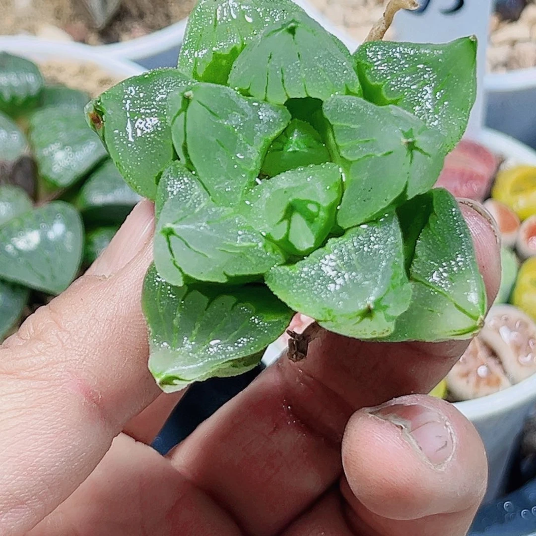 特价处理冰城寿的