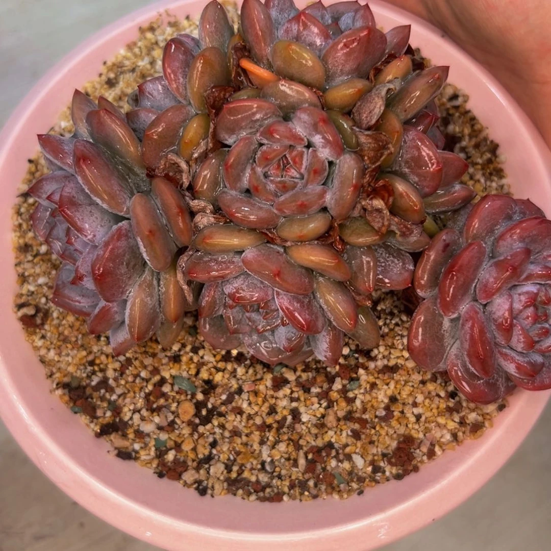 多肉一物一拍0707-102