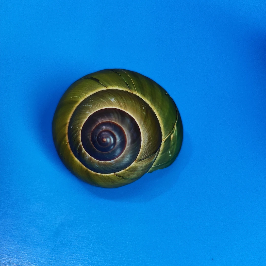 德亚奇蜗牛天然颜色标本收藏家居装饰拍摄道具