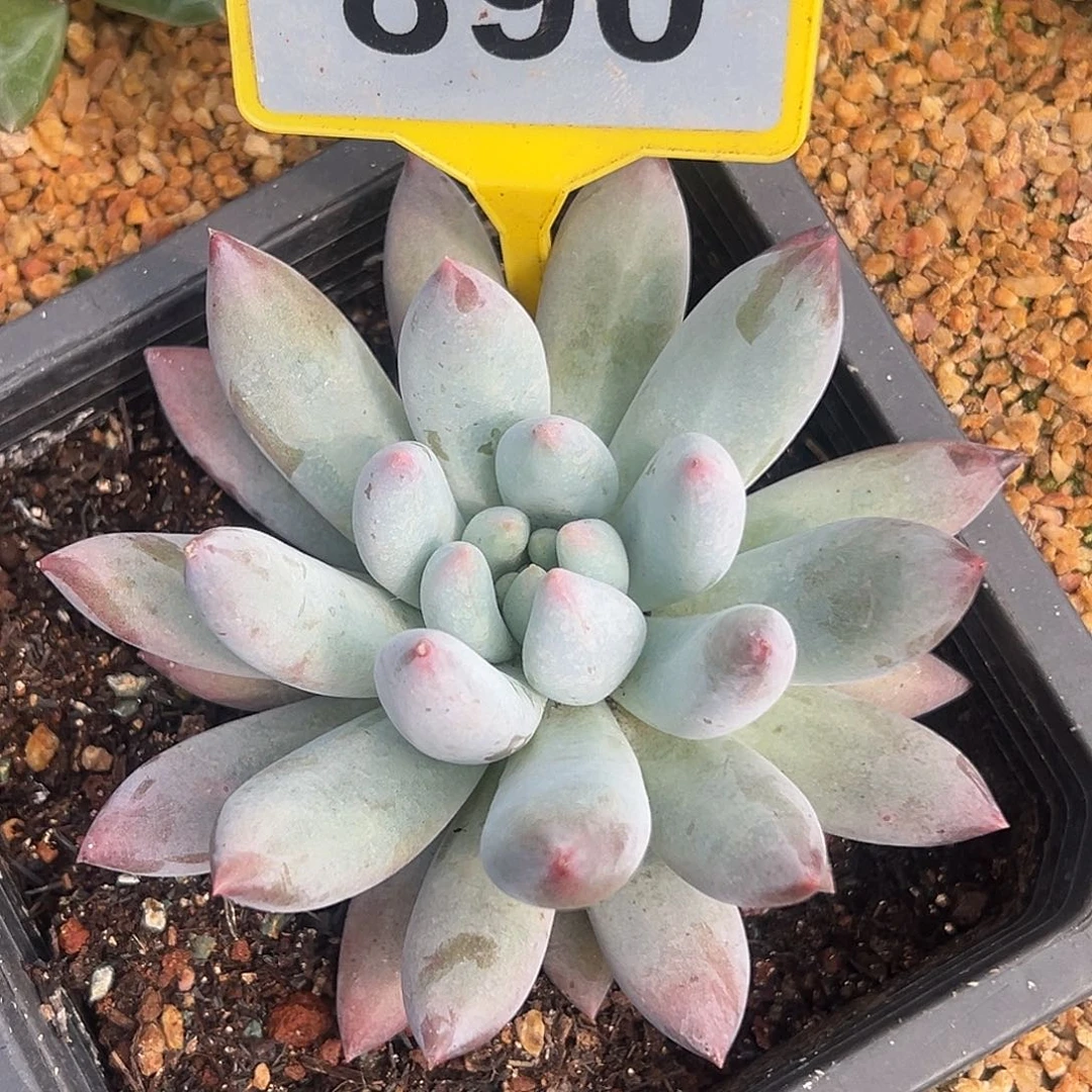 所罗门一物一拍890