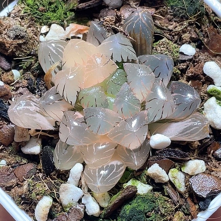 856冰灯锦一物一拍