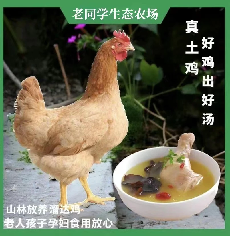 老同学正宗山林里放养土鸡飞鸡跑山鸡