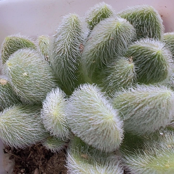 信东尼19包邮多肉植物