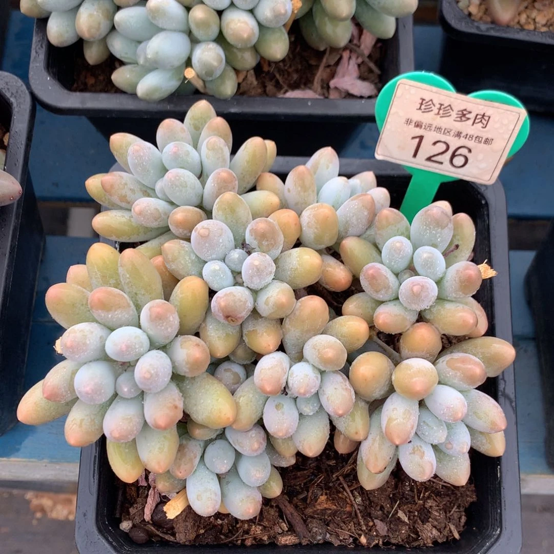 汤圆群生无砍平头126