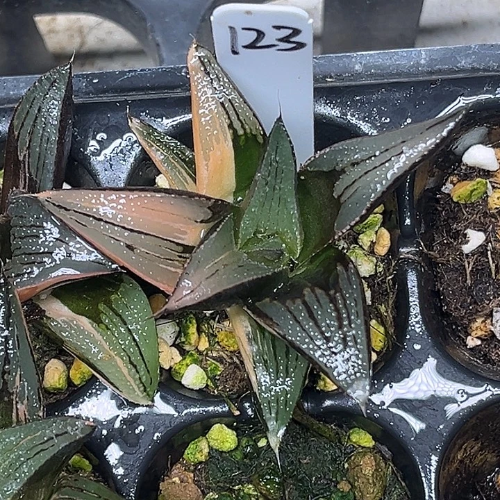 123芭提雅茜云锦脱土发货