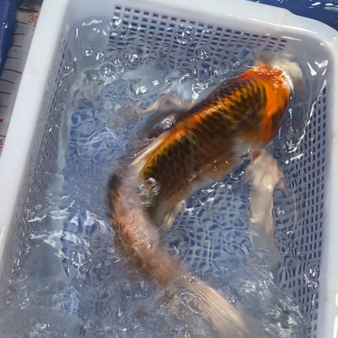 海水鱼冷水锦鲤包邮