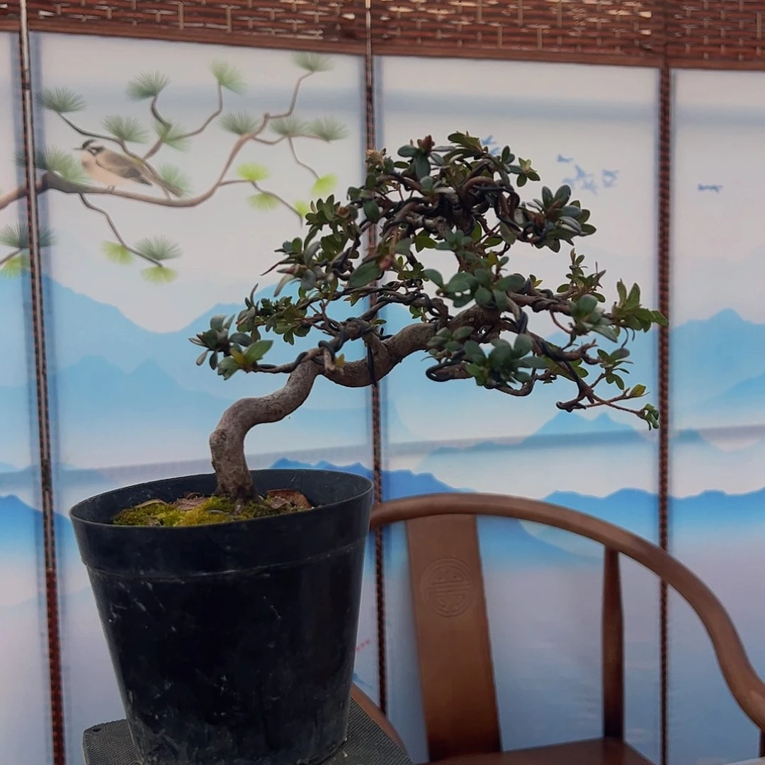 盆景用*斌皋月杜鹃玲之誉