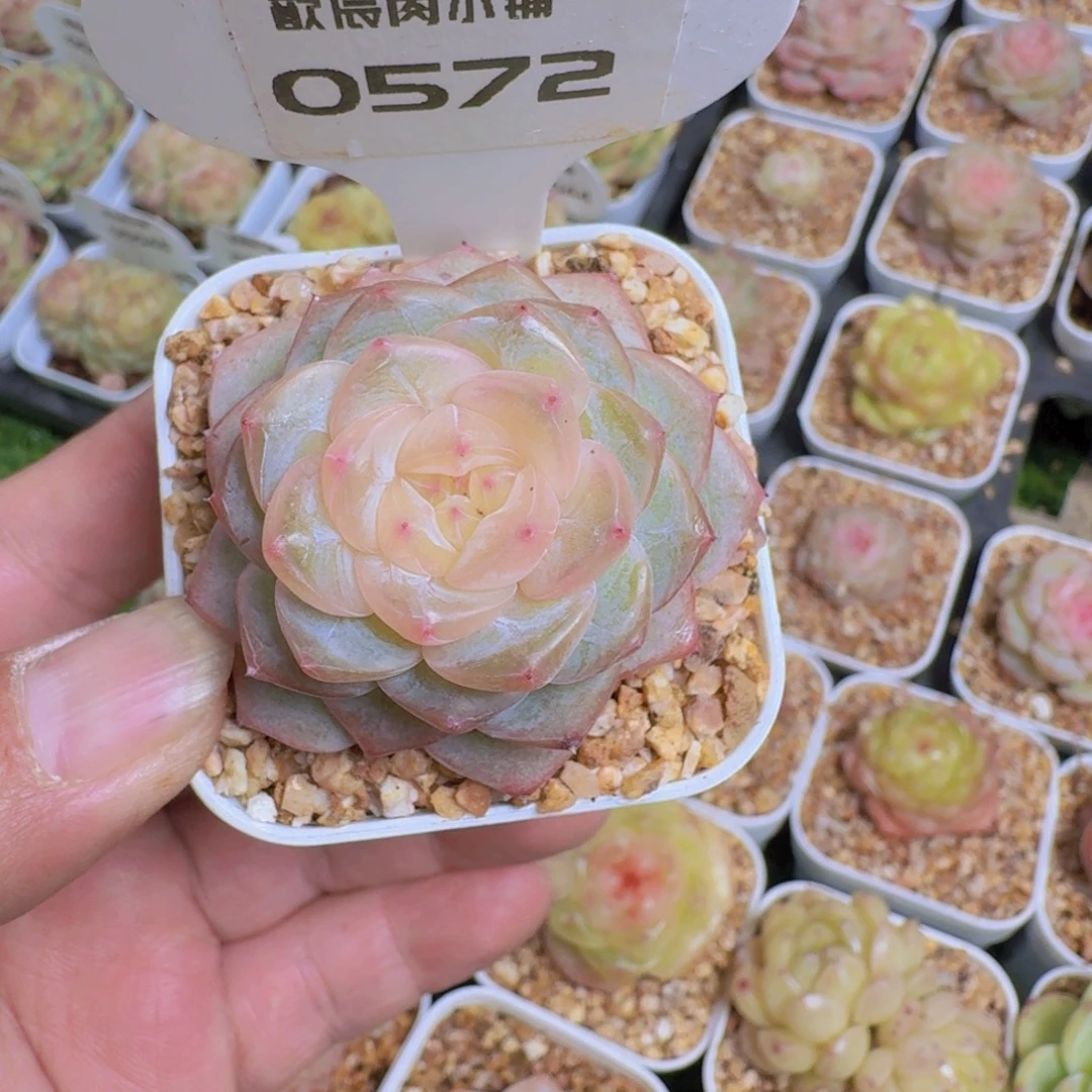 咖***乐多肉植物杂交0572