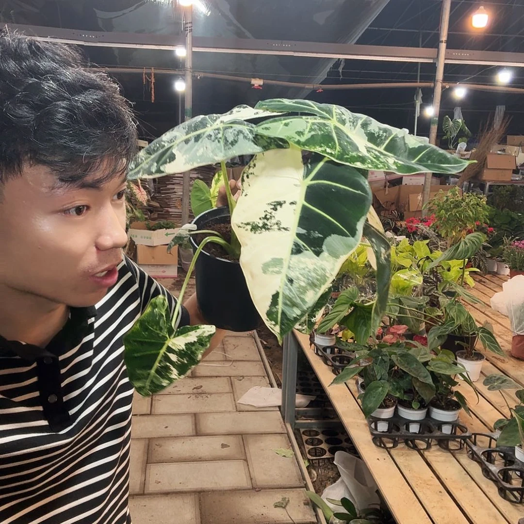 完全开放锦化绿天鹅一棵