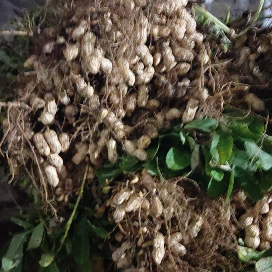当季贵州新鲜现挖现采湿花生农家自种