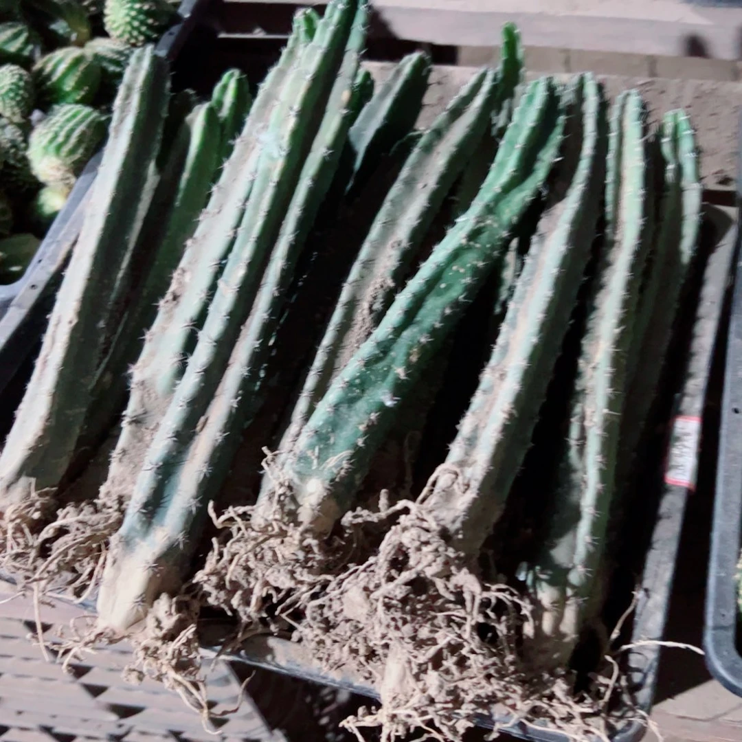 下116黑刺根歪斑点25公分左右脱土发货20包邮