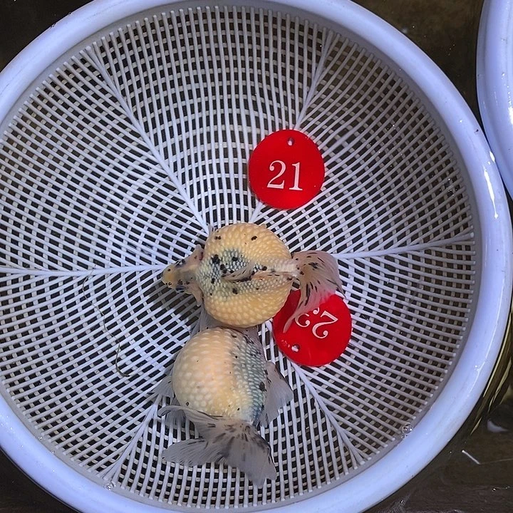 金鱼直播间一对一开箱包活