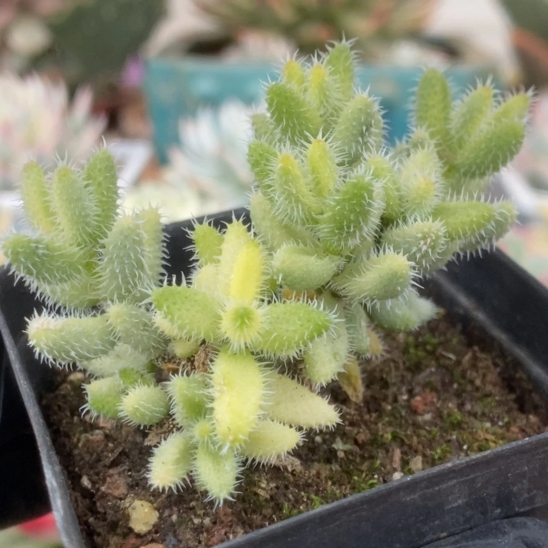 220雷同锦锦锦锦锦锦