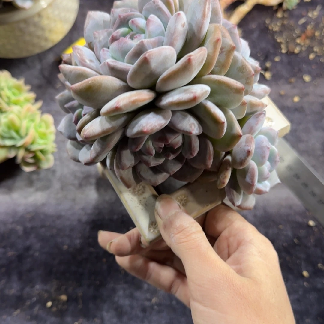 星影6头有砍一物一拍
