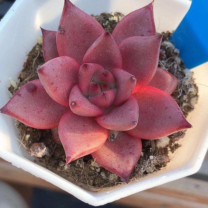 多肉植物罗密欧1017