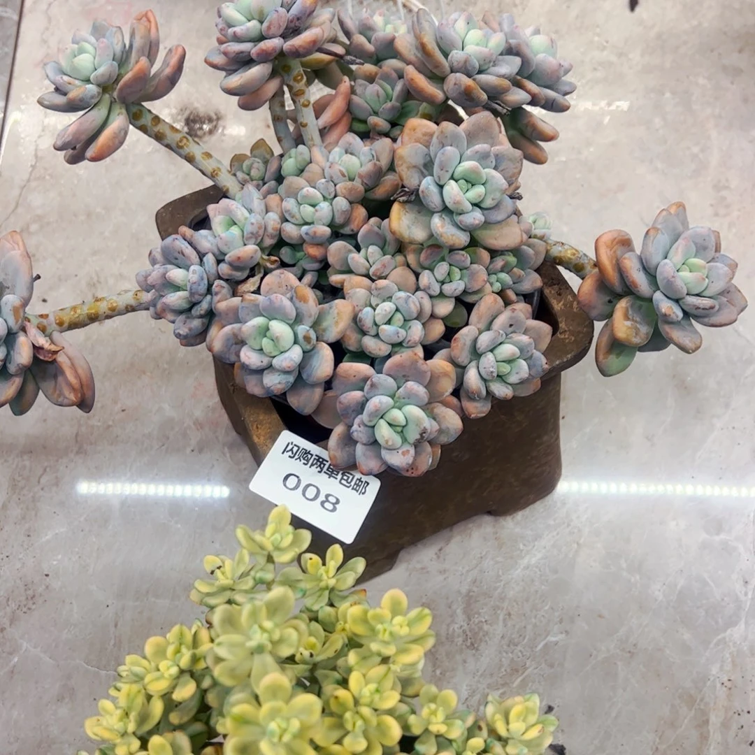 静***颜多肉植物组合盆栽