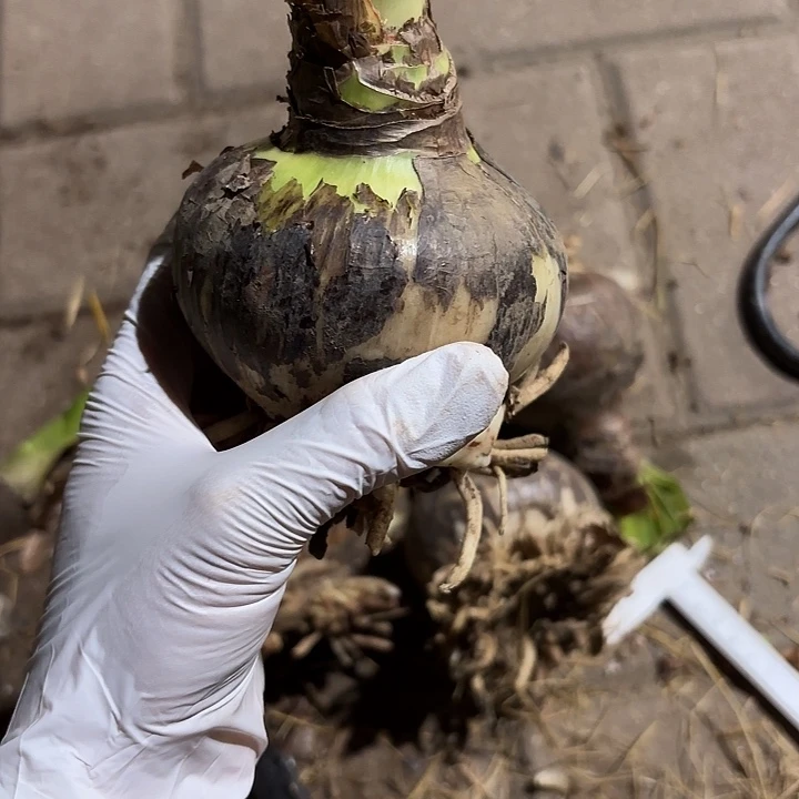 无花朵朱顶红安吉拉8.8厘米