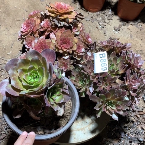 ****869三颗法师多肉植物
