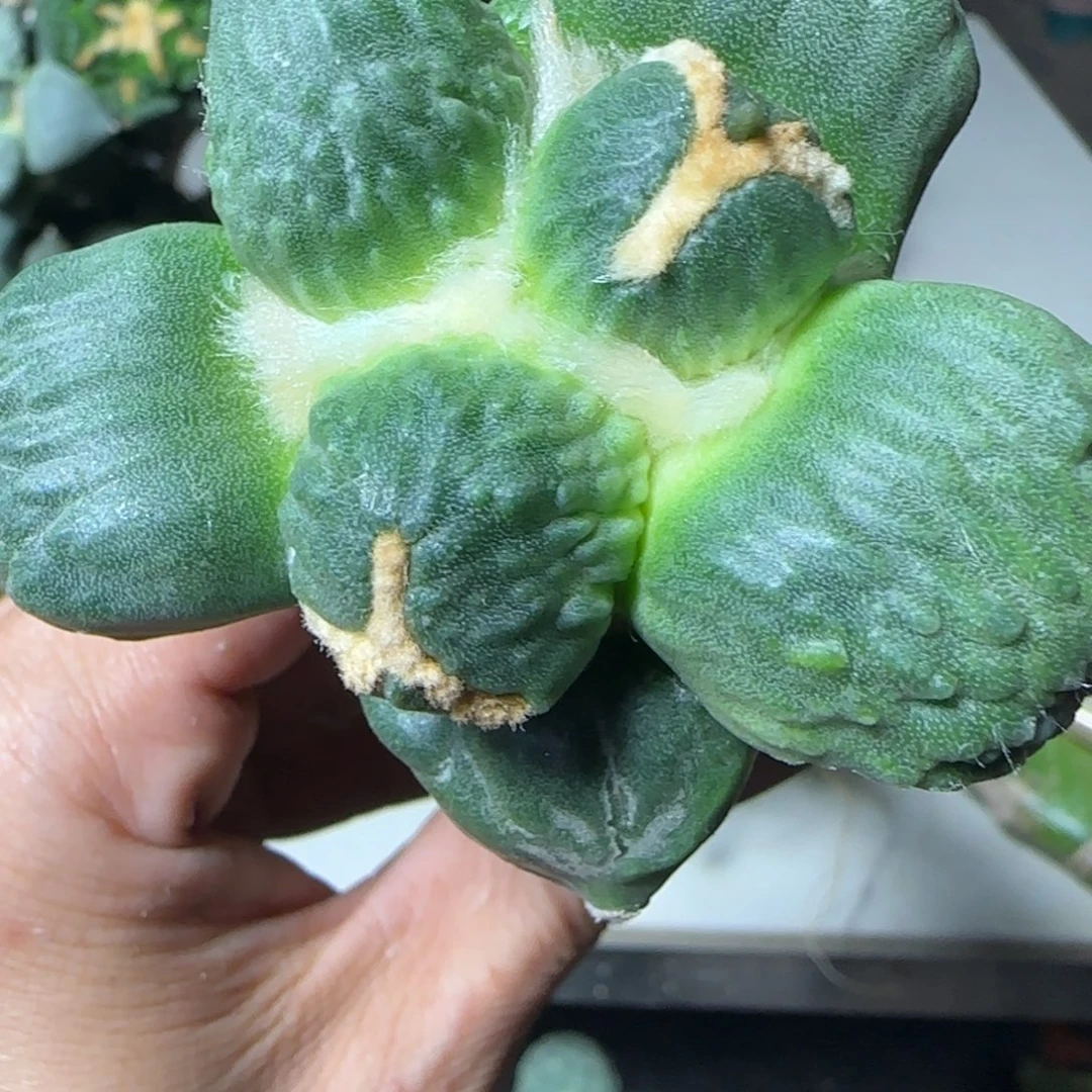 无花朵满怒乒乓球450