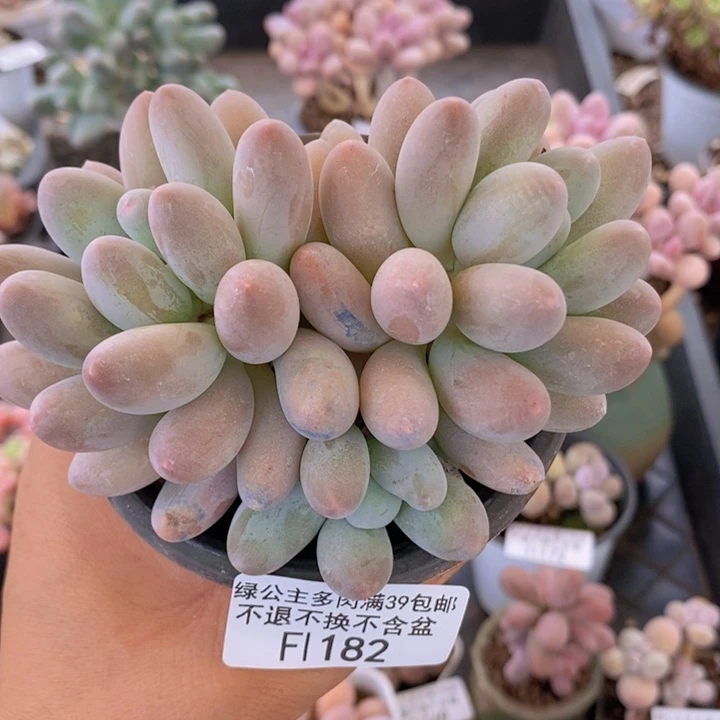 汤圆9cm182多肉植物
