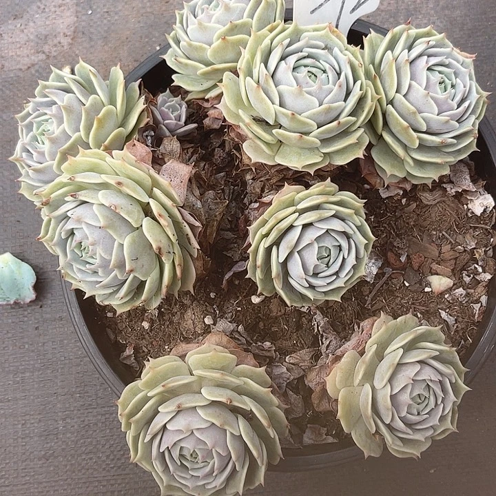 晨语多肉，一物一拍散92