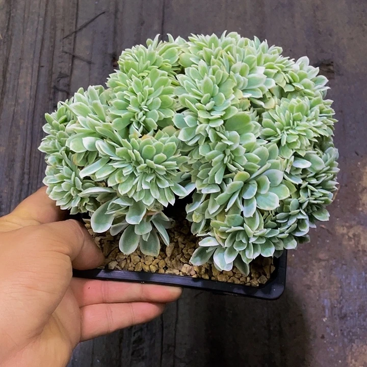 一样物品一物一拍