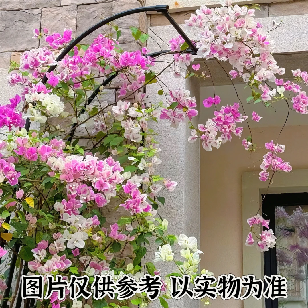 【漳红樱】正宗三角梅基地直发阳台庭院可垂丝可飘枝可爬藤带花发货