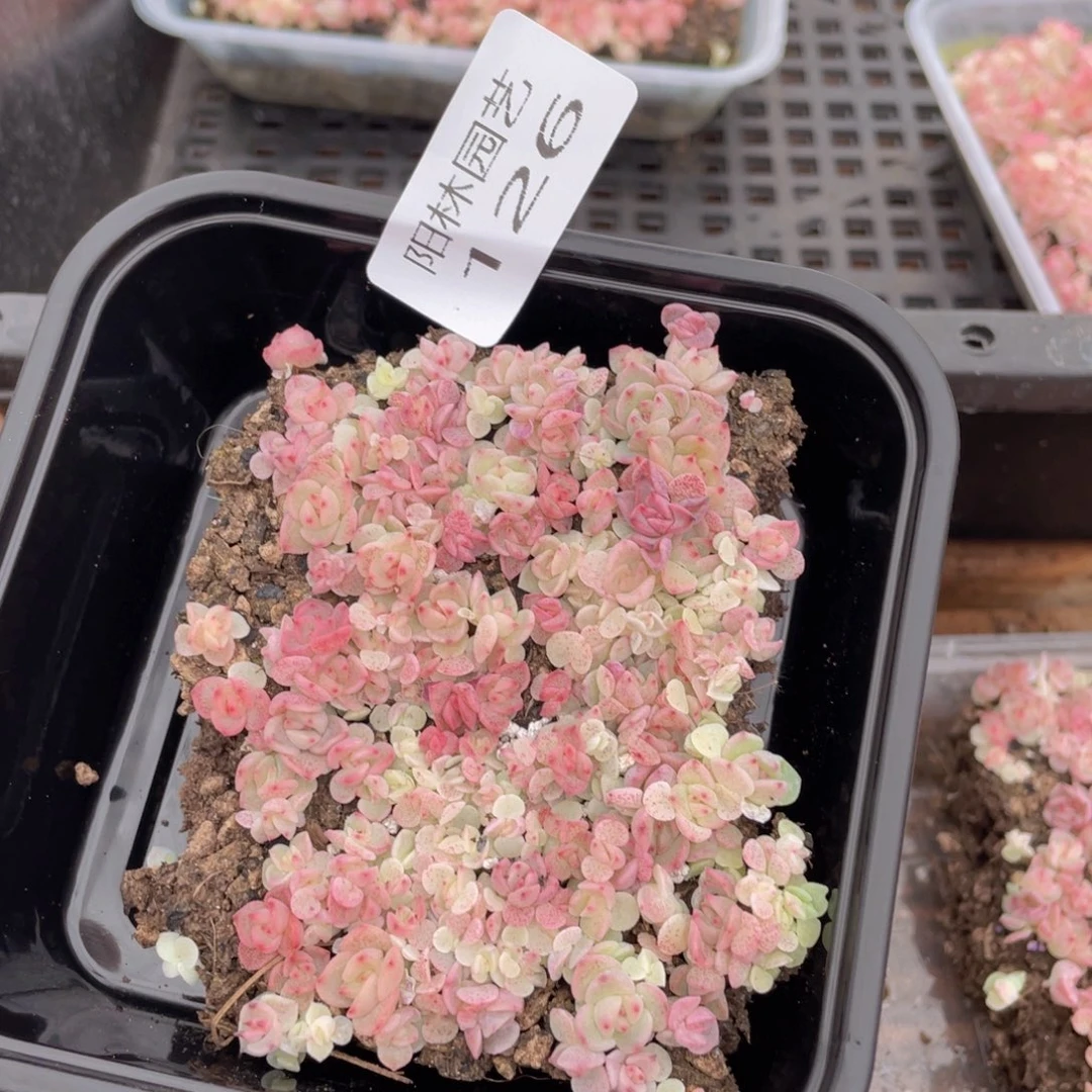 爱****?多肉植物多肉植物126