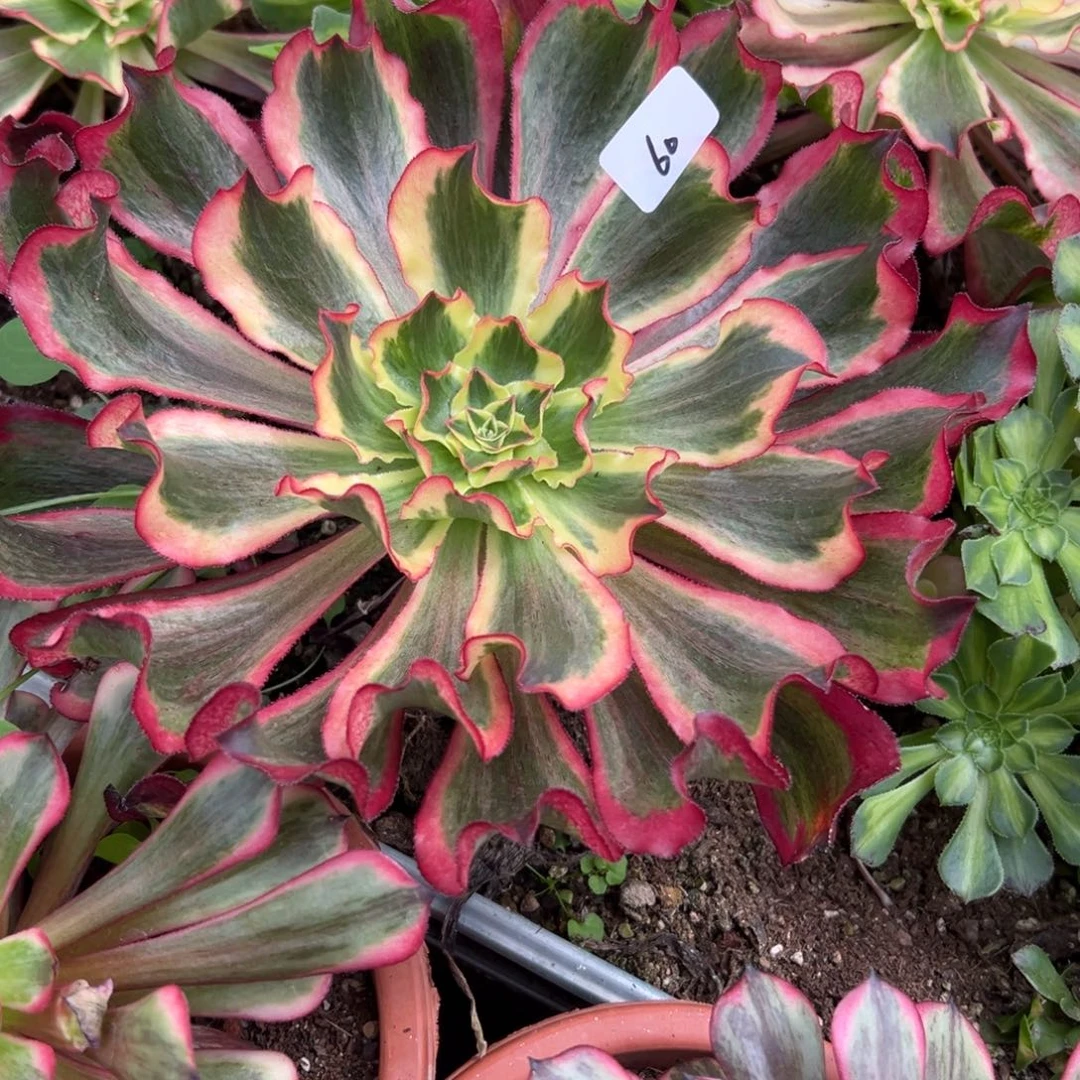 60魅影多肉植物系