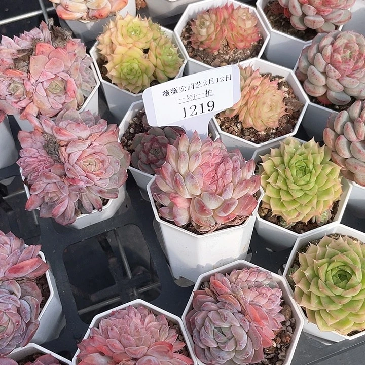 薇薇安园艺多肉1219