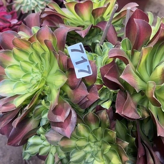 风**阻多肉植物一个