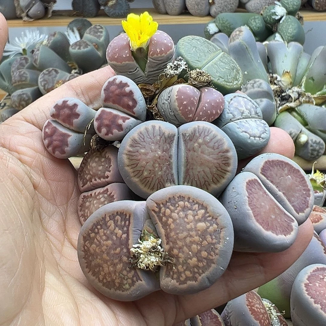 2354 生石花部分有伤长腿清货不售后