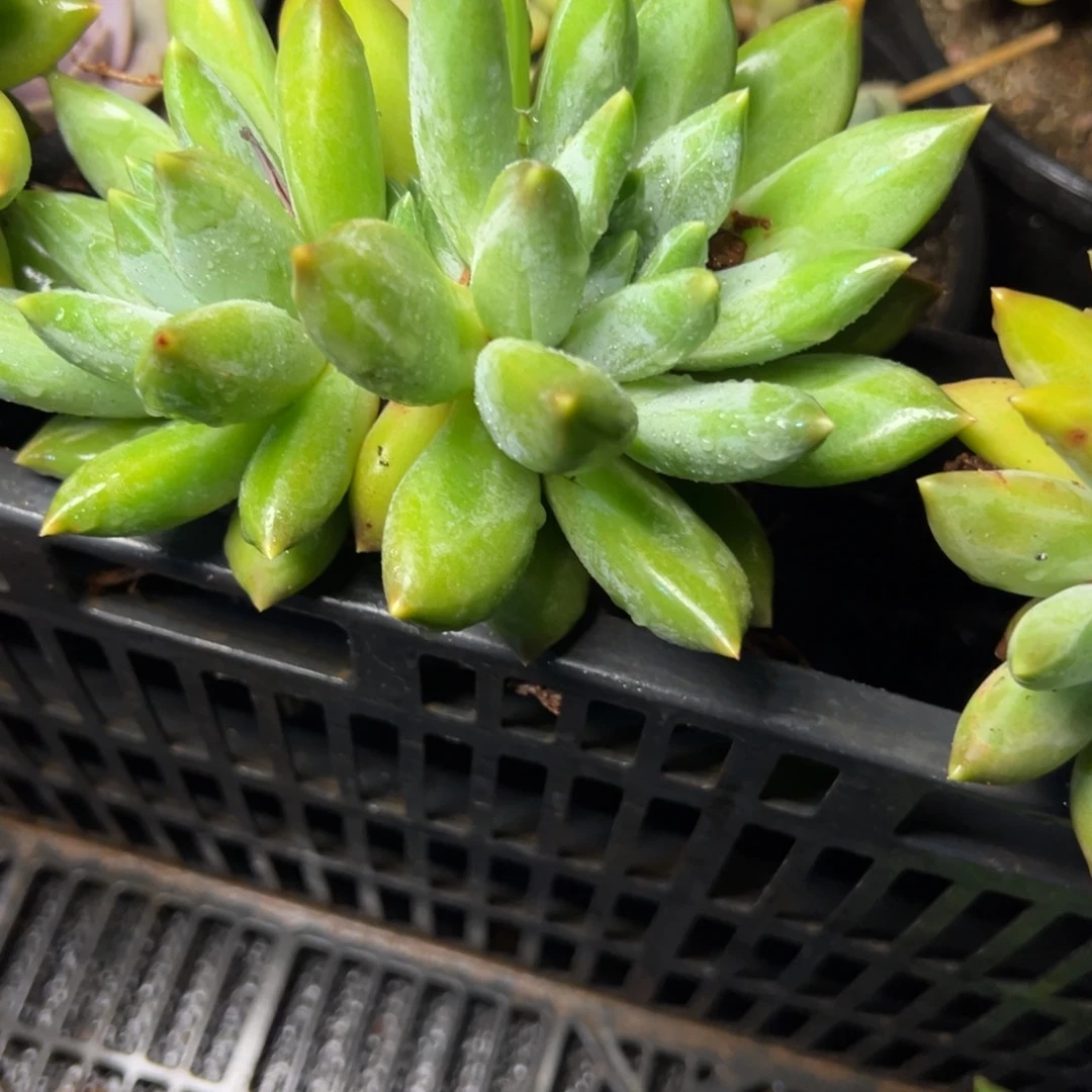 重楼多肉植物29.8