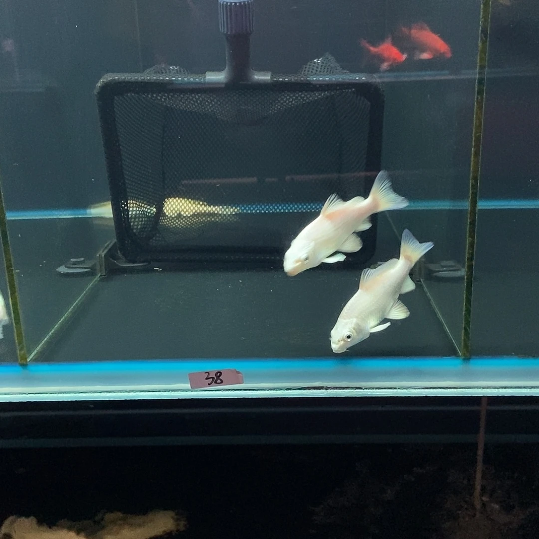 江***见蝴蝶鲤鱼38号白色蝴蝶鲤反祖两条