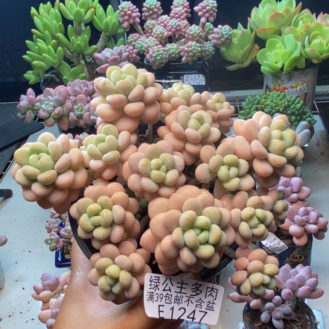 247洛可可多肉10c m