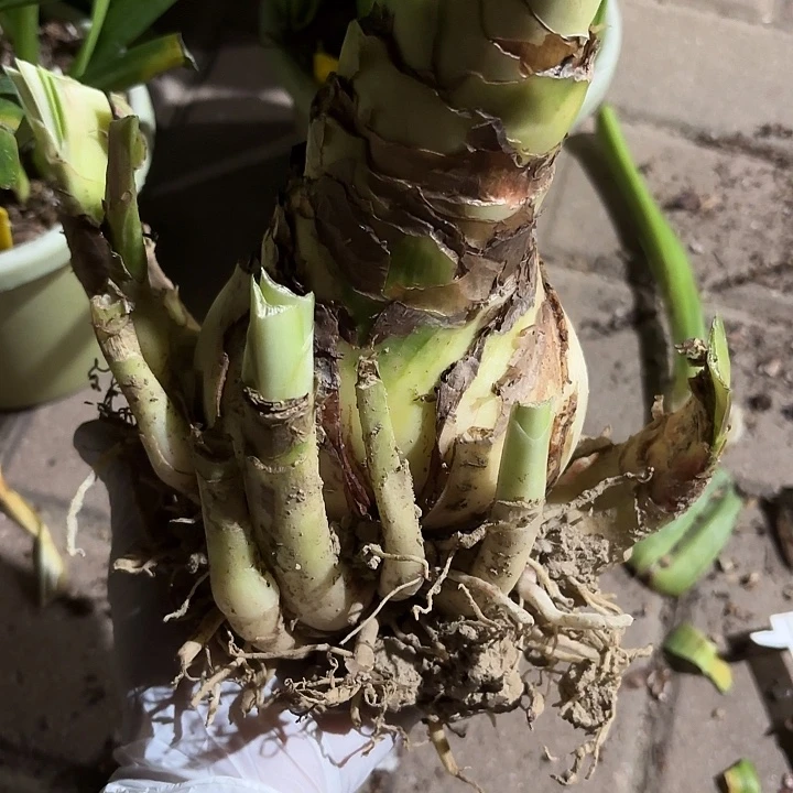 无花朵朱顶红初恋10+7侧