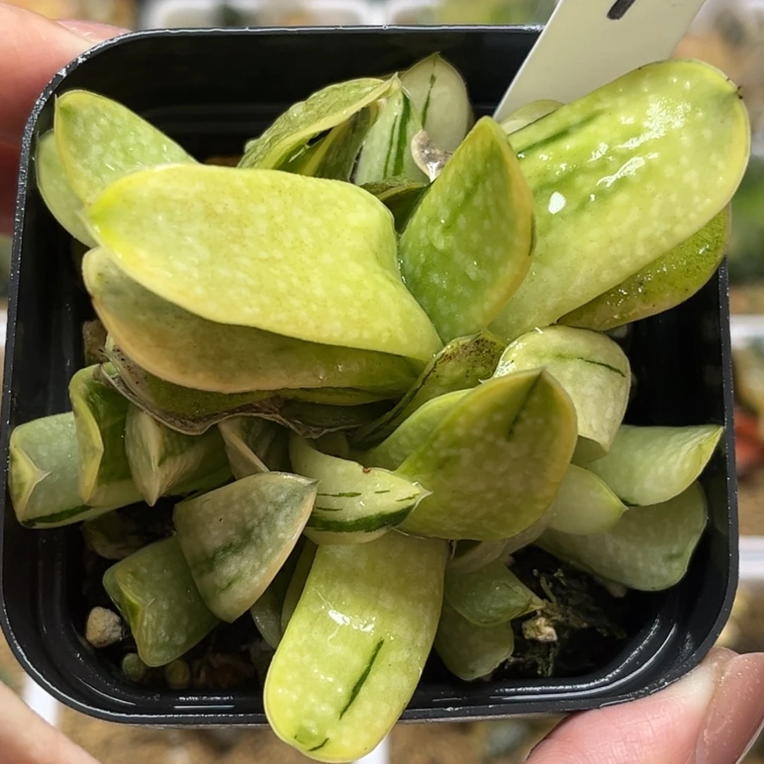 1卧牛锦群生福利专场多肉