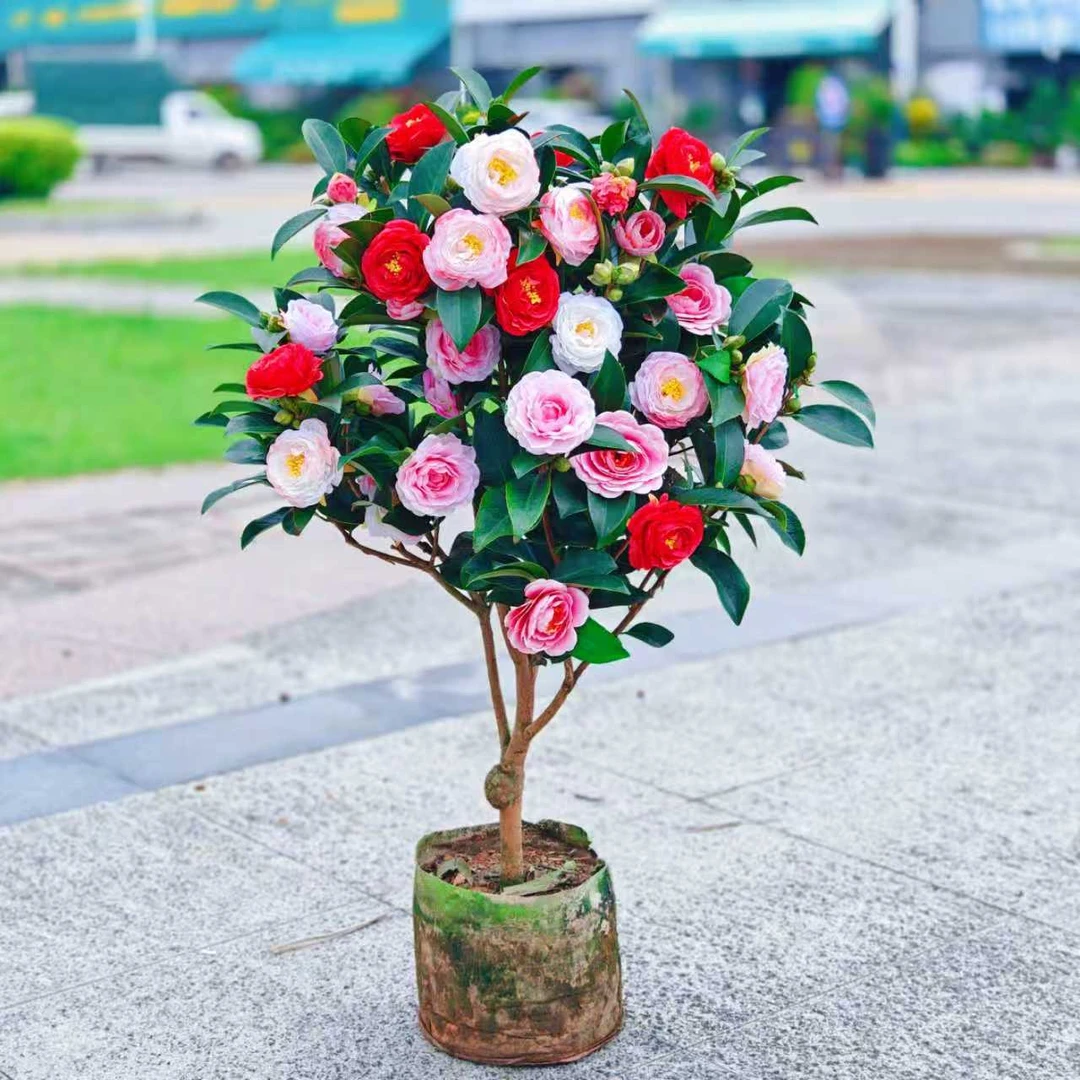 【加大加高80-100cm】多色茶花原盆原土带花苞发