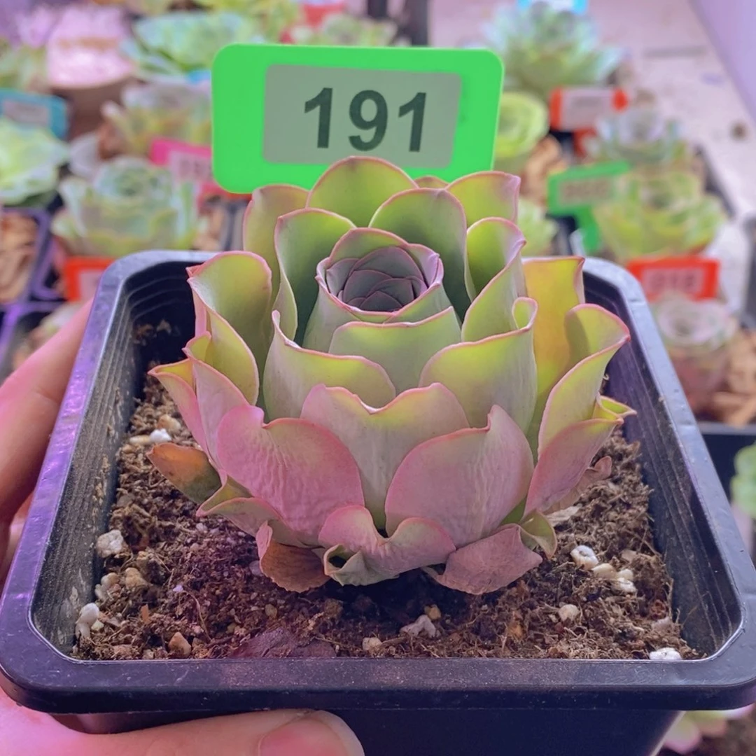 山地玫瑰一物一拍爱晚晴开播福利191