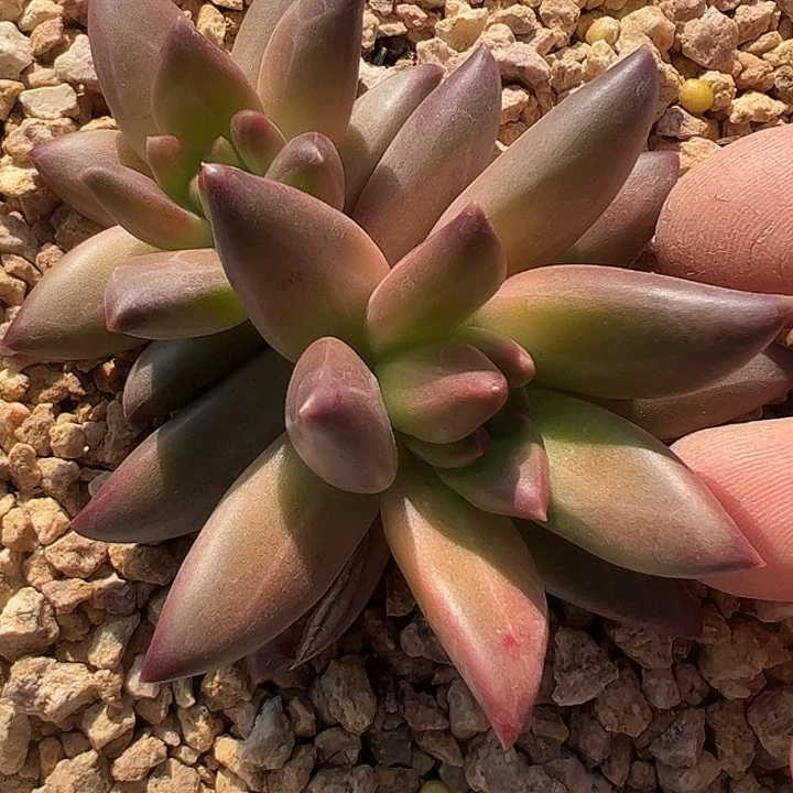 莉莉丝双头11111111