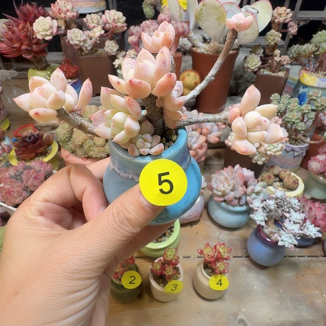 5 一物一拍含盆土