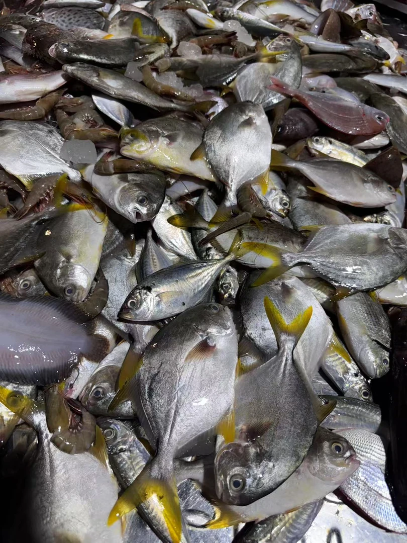 湛江新鲜海杂鱼链接 有大有小 嫌小勿拍