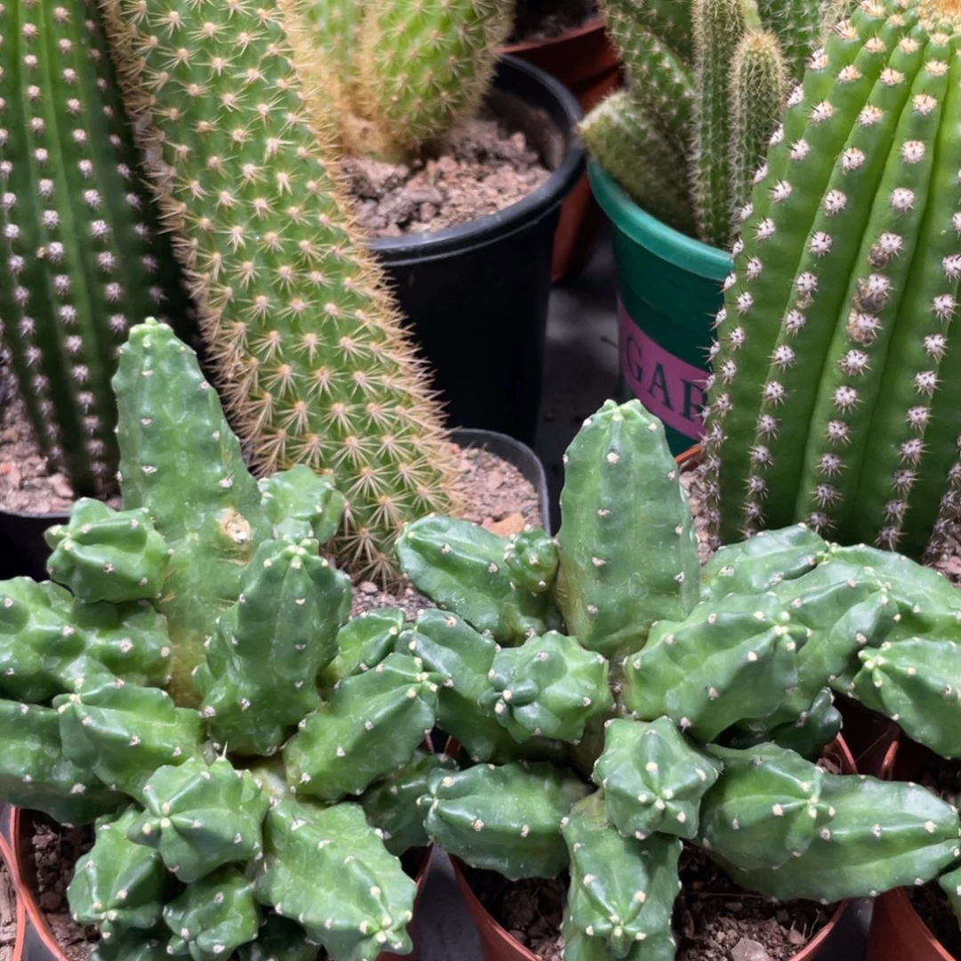 群生红花桃太郎一杯