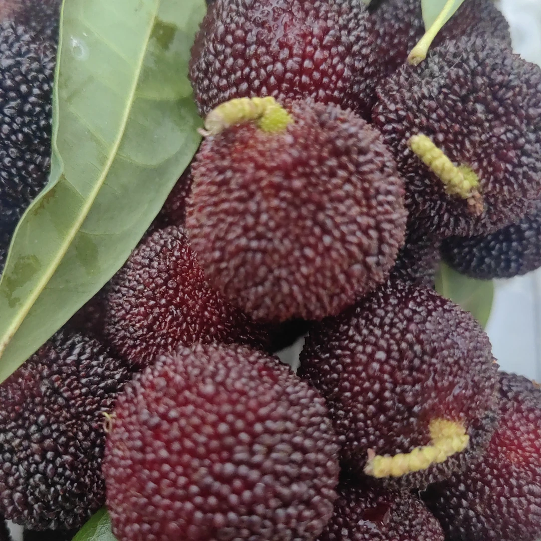 杨梅一盒半公斤35元。广西壮族自治区