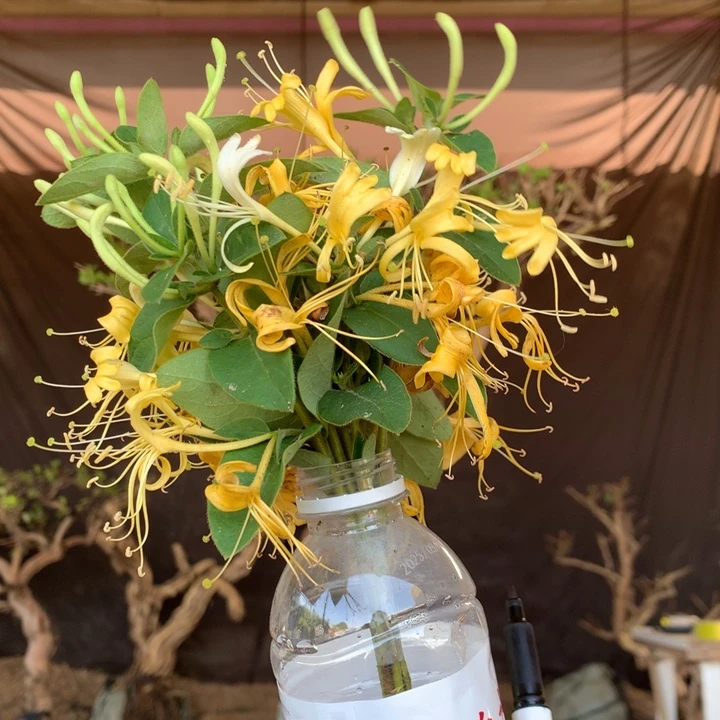 无花朵金银花1258368456655589
