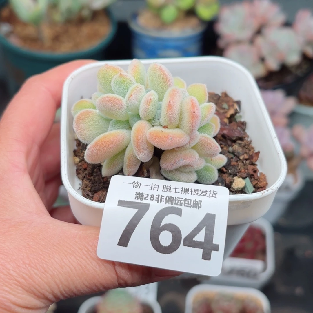 雪晃星缀化无盆土发货