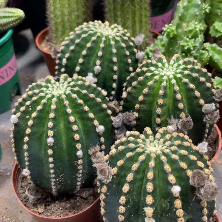 红花金刚带花苞一杯