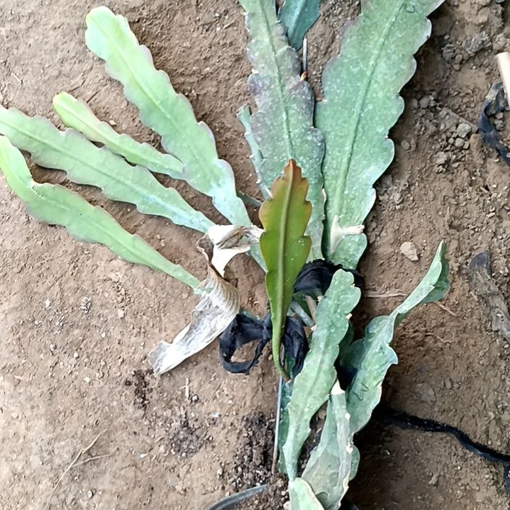 完全开放铮令箭何花213号