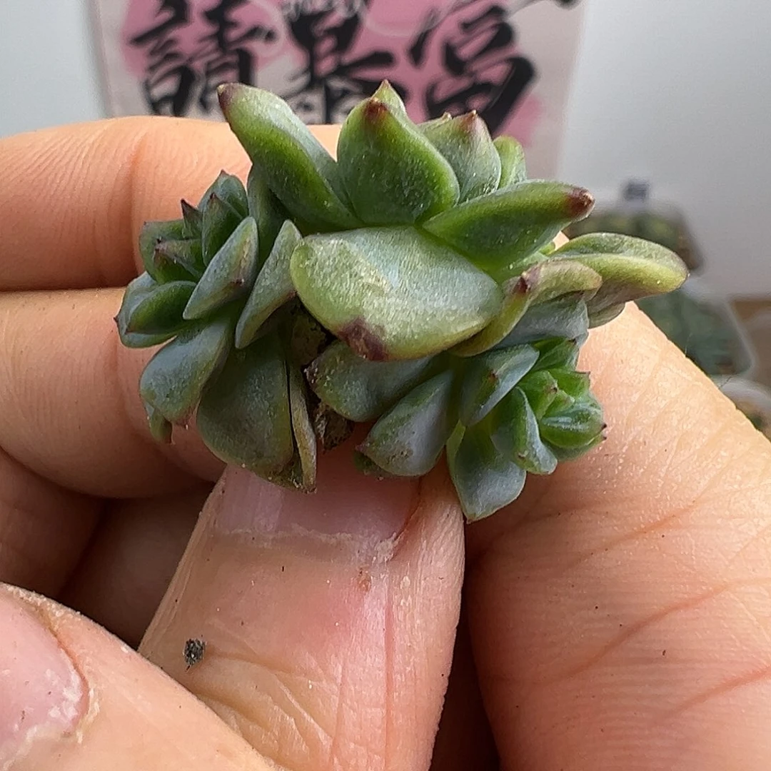 清货福利甜心K甜心