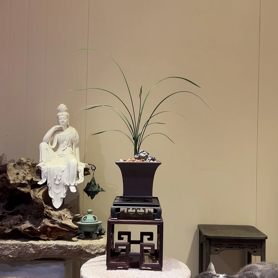 大部分花苞少量开放细叶寒兰